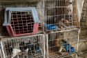 PCPR resgata cerca de 400 animais no primeiro semestre de 2020
. Foto:PCPR
