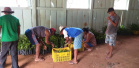 Apoio a famílias rurais é destacado no Dia do Agricultor
.Foto:SEJUF