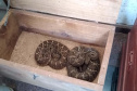 153 cobras peçonhentas são recolhidas de residência em Mandaguari
Foto:SEDEST/Polícia Ambiental