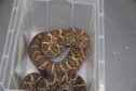 Sesa vai reativar a produção de soro contra picadas de cobras
. Foto:SESA