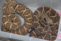 Sesa vai reativar a produção de soro contra picadas de cobras
. Foto:SESA