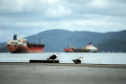 Porto de Paranaguá atinge marca de 99,29% em avaliação ambiental
