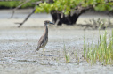 Portos do Paraná mantêm cuidado com o meio ambiente. Foto:lLeonardo de Conto