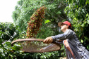 Boletim agropecuário destaca término da colheita do caféFoto:Jaelson Lucas / AEN