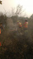 Bombeiros do Paraná completam dez dias de combate a incêndios no Pantanal
. Foto: Corpo de Bombeiros