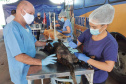 A Secretaria de Estado do Desenvolvimento Sustentável e do Turismo já realizou mais de 5.300 castrações de animais domésticos pelo Programa Permanente de Esterilização de Cães e Gatos.Foto: Prefeitura de Alto Paraná