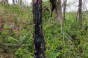 Em oito dias de ações, o Batalhão de Polícia Ambiental-Força Verde (BPAmb-FV) lavrou 26 autos de infração ambiental e aplicou mais de R$ 2,5 milhões em multas por desmatamento de florestas em todo o estado pela quarta edição da Operação Mata Atlântica em Pé. O trabalho é feito em conjunto com o Instituto Água e Terra (IAT), o Ibama e o Ministério Público do Paraná. Foto:SESP