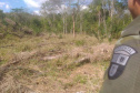 Em oito dias de ações, o Batalhão de Polícia Ambiental-Força Verde (BPAmb-FV) lavrou 26 autos de infração ambiental e aplicou mais de R$ 2,5 milhões em multas por desmatamento de florestas em todo o estado pela quarta edição da Operação Mata Atlântica em Pé. O trabalho é feito em conjunto com o Instituto Água e Terra (IAT), o Ibama e o Ministério Público do Paraná. Foto:SESP