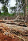 Em oito dias de ações, o Batalhão de Polícia Ambiental-Força Verde (BPAmb-FV) lavrou 26 autos de infração ambiental e aplicou mais de R$ 2,5 milhões em multas por desmatamento de florestas em todo o estado pela quarta edição da Operação Mata Atlântica em Pé. O trabalho é feito em conjunto com o Instituto Água e Terra (IAT), o Ibama e o Ministério Público do Paraná. Foto:SESP