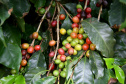 Governo apoia produção de cafés especiais no Norte Pioneiro. Foto: Jaelson Lucas/Arquivo AEN