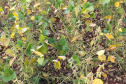 Um dos projetos pesquisa a gravidade da doença observando a coloração das folhas, mas com base em pixels de uma imagem digital. O outro estuda a utilização de imagens obtidas por smartphones para observar a saúde da planta de soja, com base na reflexão de luz.

Foto UEL
