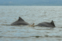 O cuidado com animais marinhos que vivem na área dos portos de Paranaguá e Antonina é o tema de uma nova campanha da Portos do Paraná