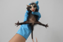 Três filhotes da espécie Didelphis albiventris, conhecido popularmente como gambá-de-orelha-branca, foram recebidos no mês passado pelo Escritório Regional do Instituto Água e Terra (IAT) no Litoral. Foto: Fernanda Felisbino/Bióloga IAT