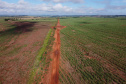 Um convênio entre Itaipu Binacional, Departamento Nacional de Infraestrutura de Transportes (DNIT) e Governo do Paraná vai garantir a execução das obras no trecho paranaense da BR-487, mais conhecida como Estrada Boiadeira. O trecho de 47 km liga os municípios Icaraíma (Porto Camargo) e Umuarama (Serra dos Dourados), no Noroeste do Paraná, e deve estar pronto até início de 2022. 19/11/2020 - Foto: Geraldo Bubniak/AEN