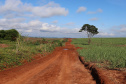 Um convênio entre Itaipu Binacional, Departamento Nacional de Infraestrutura de Transportes (DNIT) e Governo do Paraná vai garantir a execução das obras no trecho paranaense da BR-487, mais conhecida como Estrada Boiadeira. O trecho de 47 km liga os municípios Icaraíma (Porto Camargo) e Umuarama (Serra dos Dourados), no Noroeste do Paraná, e deve estar pronto até início de 2022. 19/11/2020 - Foto: Geraldo Bubniak/AEN