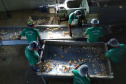 Em Terra Rica está instalada a Farinheira Roders, empresa de origem catarinense que desde 1997 se instalou no paraná para produção de farinha de mandioca. De acordo com Vilmar Roders, proprietário da empresa, são feitas mil toneladas de farinha por mês, sendo que 60% deste volume é destinado à exportação. Foto: José Fernando Ogura/AEN