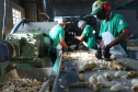 Em Terra Rica está instalada a Farinheira Roders, empresa de origem catarinense que desde 1997 se instalou no paraná para produção de farinha de mandioca. De acordo com Vilmar Roders, proprietário da empresa, são feitas mil toneladas de farinha por mês, sendo que 60% deste volume é destinado à exportação. Foto: José Fernando Ogura/AEN