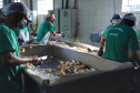 Em Terra Rica está instalada a Farinheira Roders, empresa de origem catarinense que desde 1997 se instalou no paraná para produção de farinha de mandioca. De acordo com Vilmar Roders, proprietário da empresa, são feitas mil toneladas de farinha por mês, sendo que 60% deste volume é destinado à exportação. Foto: José Fernando Ogura/AEN