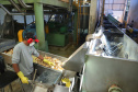 A Amidos Bankhardt, localizada em Paranavaí, existe há 15 anos e produz fécula de mandioca. São 50 funcionários e produção mensal de 1,25 toneladas, sendo que a maior parte é destinada a outras indústrias de transformação. Foto: José Fernando Ogura/AEN