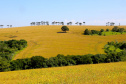 Agropecuária foi base de sustentação da balança comercial.