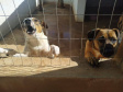 Programa castrou gratuitamente quase 11 mil cães e gatos. Foto:SEDEST