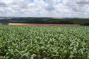 Safra de verão no Paraná deve ser recorde com 24,2 milhões de toneladas. Foto: Arquivo AEN