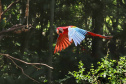 04/2019 - Foz do Iguaçu - Parque das Aves. Foto: José Fernando Ogura/AEN