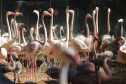04/2019 - Foz do Iguaçu - Parque das Aves. Foto: José Fernando Ogura/AEN