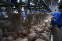 O ano de 2020 foi marcado por números positivos de produção e exportação na cadeia de carnes e proteínas animais. As projeções da Secretaria de Estado da Agricultura e do Abastecimento (Seab) e os dados já consolidados indicam que foi o melhor ano da história nas plantas fabris e que houve salto no volume de exportações, com quase 2 milhões de toneladas comercializadas com outros países. Foto: Jonathan Campos/AEN