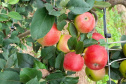 Agricultura prevê ano positivo para os produtores paranaenses de maçã  - Foto: Divulgação SEAB