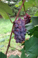O Instituto de Desenvolvimento Rural do Paraná ? Iapar-Emater (IDR-Paraná) está lançando o livro Viticultura Tropical: o sistema de produção de uvas de mesa do Paraná.  -  Foto: Divulgação IDR-Paraná