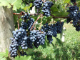 O Instituto de Desenvolvimento Rural do Paraná ? Iapar-Emater (IDR-Paraná) está lançando o livro Viticultura Tropical: o sistema de produção de uvas de mesa do Paraná.  -  Foto: Divulgação IDR-Paraná