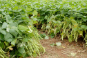 O Dia Mundial do Feijão, instituído em 2019 pela Organização das Nações Unidas para a Alimentação e Agricultura (FAO), será comemorado nesta quarta-feira, 10 de fevereiro.  - Foto: Divulgação IAPAR/SEAB/Arquivo AEN