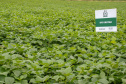 O Dia Mundial do Feijão, instituído em 2019 pela Organização das Nações Unidas para a Alimentação e Agricultura (FAO), será comemorado nesta quarta-feira, 10 de fevereiro.  - Foto: Divulgação IAPAR/SEAB/Arquivo AEN
