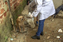 O Governo do Estado promove a segunda edição do curso a distância para preparar profissionais no atendimento de denúncias de animais vítimas de maus-tratos.  -  Foto: Divulgação Prefeitura de Curitiba