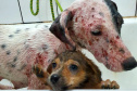 O Governo do Estado promove a segunda edição do curso a distância para preparar profissionais no atendimento de denúncias de animais vítimas de maus-tratos.  -  Foto: Divulgação ONG 4 Patas