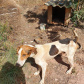 O Governo do Estado promove a segunda edição do curso a distância para preparar profissionais no atendimento de denúncias de animais vítimas de maus-tratos.  -  Foto: Divulgação ONG 4 Patas