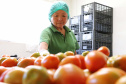 O Instituto de Tecnologia do Paraná já certificou cerca de 700 produtores paranaenses por meio do Paraná Mais Orgânico, desde 2009. O programa do Governo do Estado orienta agricultores familiares interessados em produzir alimentos orgânicos e certifica aqueles que já seguem as técnicas de manejo desta modalidade de produção. Foto: Tecpar