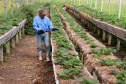 O Instituto de Tecnologia do Paraná já certificou cerca de 700 produtores paranaenses por meio do Paraná Mais Orgânico, desde 2009. O programa do Governo do Estado orienta agricultores familiares interessados em produzir alimentos orgânicos e certifica aqueles que já seguem as técnicas de manejo desta modalidade de produção. Foto: Tecpar