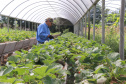 O Instituto de Tecnologia do Paraná já certificou cerca de 700 produtores paranaenses por meio do Paraná Mais Orgânico, desde 2009. O programa do Governo do Estado orienta agricultores familiares interessados em produzir alimentos orgânicos e certifica aqueles que já seguem as técnicas de manejo desta modalidade de produção. Foto: Tecpar