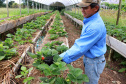 O Instituto de Tecnologia do Paraná já certificou cerca de 700 produtores paranaenses por meio do Paraná Mais Orgânico, desde 2009. O programa do Governo do Estado orienta agricultores familiares interessados em produzir alimentos orgânicos e certifica aqueles que já seguem as técnicas de manejo desta modalidade de produção. Foto: Tecpar