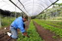 O Instituto de Tecnologia do Paraná já certificou cerca de 700 produtores paranaenses por meio do Paraná Mais Orgânico, desde 2009. O programa do Governo do Estado orienta agricultores familiares interessados em produzir alimentos orgânicos e certifica aqueles que já seguem as técnicas de manejo desta modalidade de produção. Foto: Tecpar