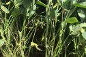 
IDR-Paraná emite nota técnica sobre abortamento de vagens em soja. Foto:IDR