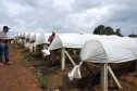 A Ceasa Paraná e o Instituto de Desenvolvimento Rural do Paraná - Iapar-Emater firmaram um termo de cooperação técnica financeira para ações integradas voltadas ao desenvolvimento rural e a inserção de agricultores familiares no processo de comercialização de hortigranjeiros.  -  Foto: Divulgação IDR/Ceasa Paraná