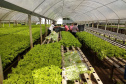A Ceasa Paraná e o Instituto de Desenvolvimento Rural do Paraná - Iapar-Emater firmaram um termo de cooperação técnica financeira para ações integradas voltadas ao desenvolvimento rural e a inserção de agricultores familiares no processo de comercialização de hortigranjeiros.  -  Foto: Divulgação IDR/Ceasa Paraná