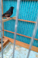 A criação amadora de aves passeriformes nativas, popularmente conhecidas como passarinhos, possui legislação própria para regulamentar todo o processo, desde a aquisição do animal até cuidados diários.  -  Foto: Fernanda Felisbino / Bióloga IAT