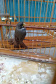 A criação amadora de aves passeriformes nativas, popularmente conhecidas como passarinhos, possui legislação própria para regulamentar todo o processo, desde a aquisição do animal até cuidados diários.  -  Foto: Fernanda Felisbino / Bióloga IAT
