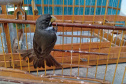 A criação amadora de aves passeriformes nativas, popularmente conhecidas como passarinhos, possui legislação própria para regulamentar todo o processo, desde a aquisição do animal até cuidados diários.  -  Foto: Fernanda Felisbino / Bióloga IAT