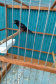 A criação amadora de aves passeriformes nativas, popularmente conhecidas como passarinhos, possui legislação própria para regulamentar todo o processo, desde a aquisição do animal até cuidados diários.  -  Foto: Fernanda Felisbino / Bióloga IAT