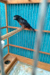 A criação amadora de aves passeriformes nativas, popularmente conhecidas como passarinhos, possui legislação própria para regulamentar todo o processo, desde a aquisição do animal até cuidados diários.  -  Foto: Fernanda Felisbino / Bióloga IAT